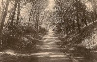 Postcard of Cotes Park Woods between the Colliery and Pennytown